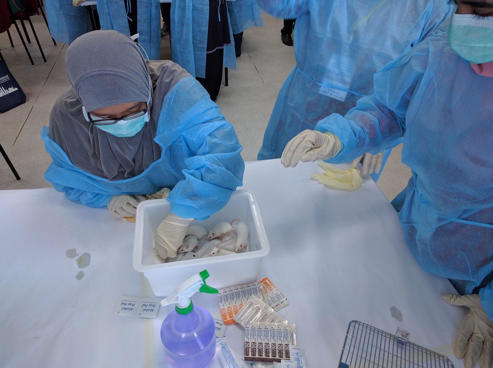 A participant in a gown, mask and gloves lifts a white mouse from a box of mice at the bench