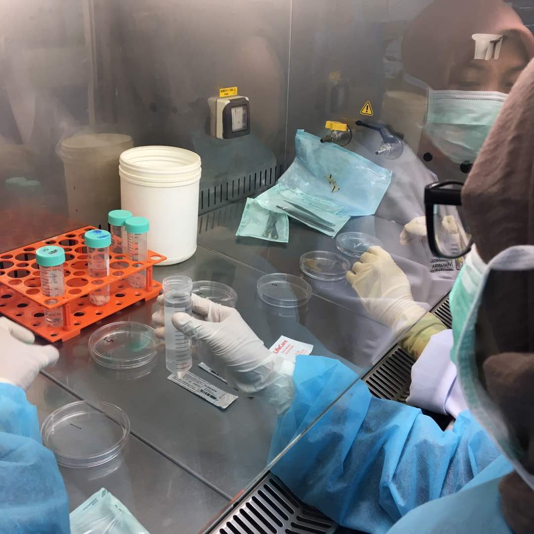 Gloved hands working with culture tubes and dishes inside a biosafety cabinet