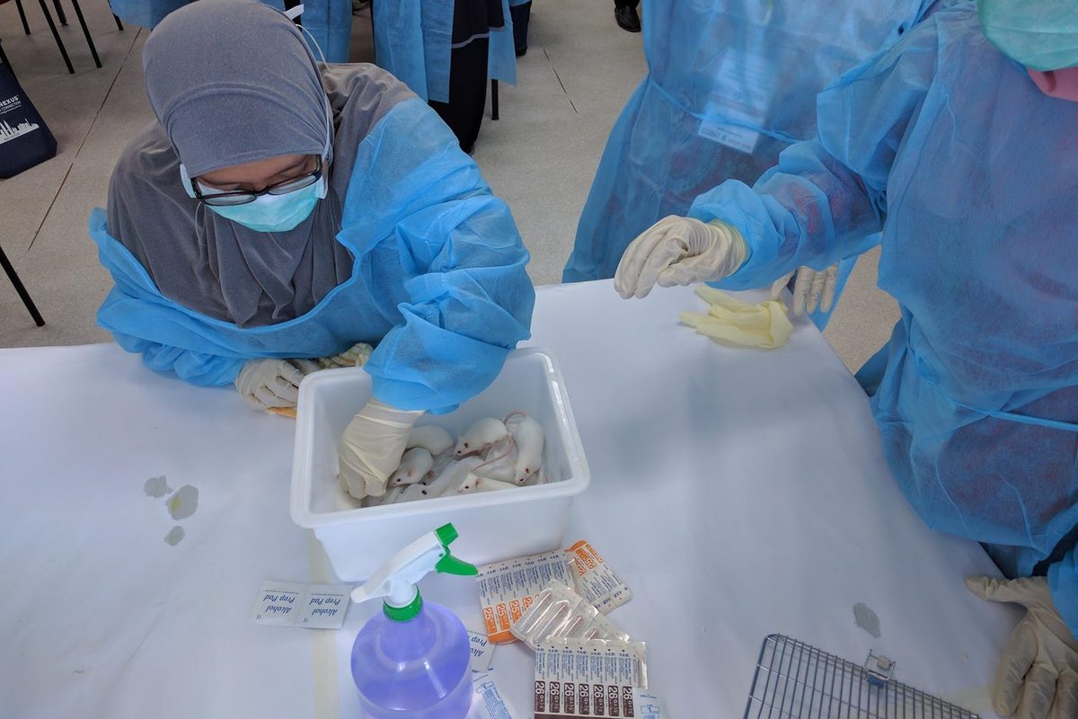 A participant in a gown, mask and gloves lifts a white mouse from a box of mice at the bench
