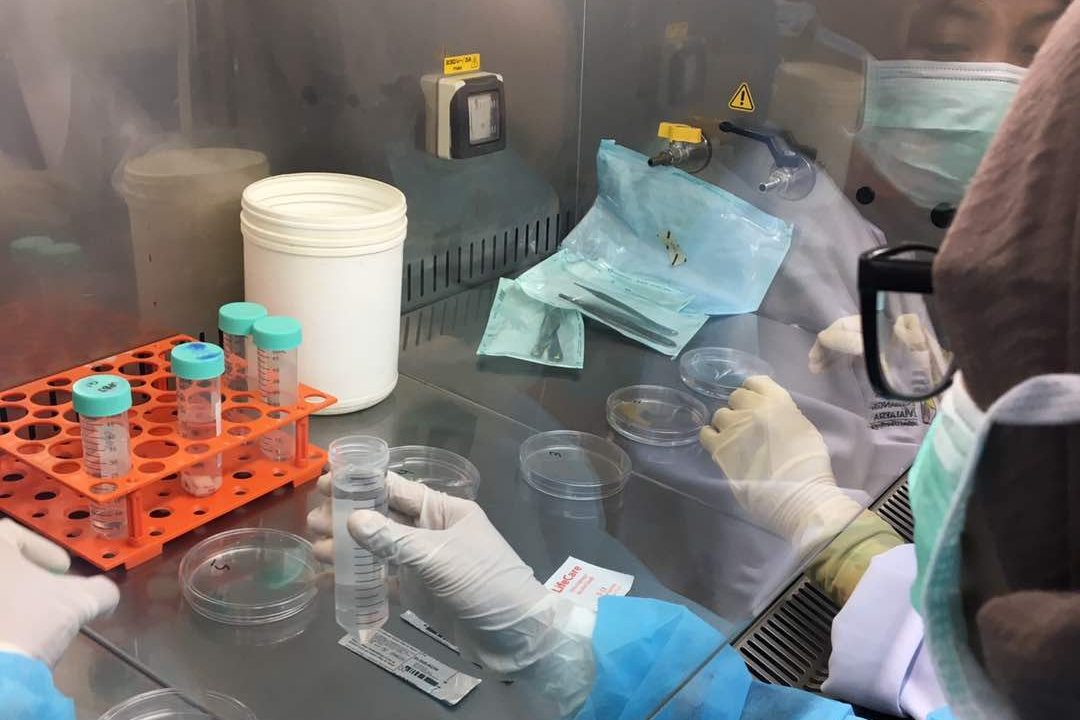 Gloved hands working with culture tubes and dishes inside a biosafety cabinet
