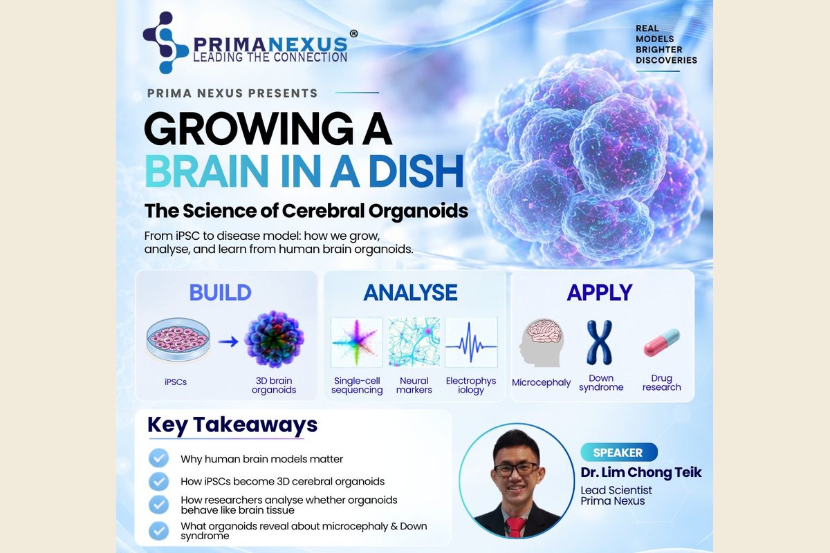 The poster for Growing a Brain in a Dish: The Science of Cerebral Organoids, with the steps Build, Analyse and Apply and a photo of the speaker, Dr Lim Chong Teik