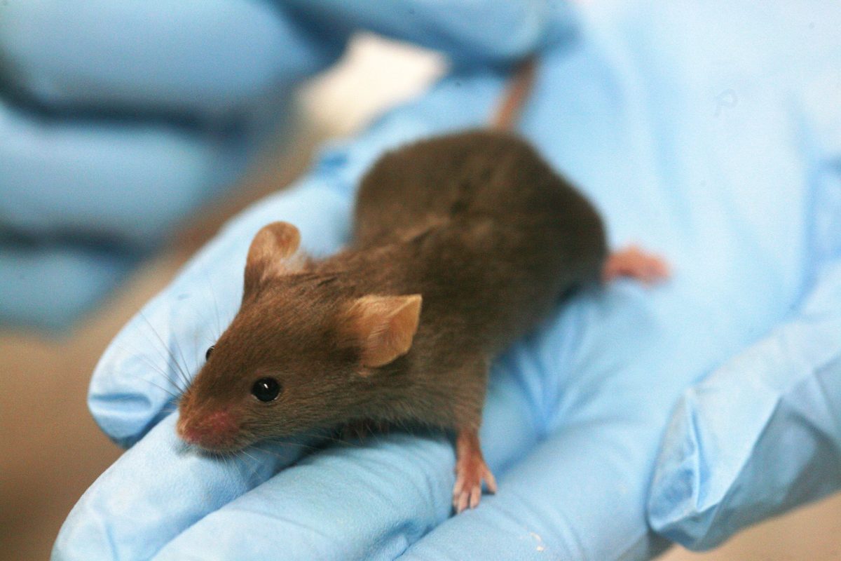 A brown laboratory mouse sitting on a hand in a pale blue glove
