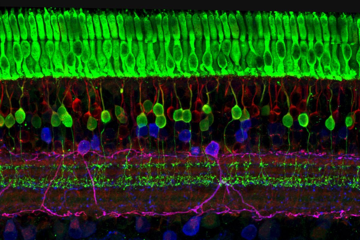 Layers of nerve cells in the retina in bright green, red, blue and purple, seen under a microscope
