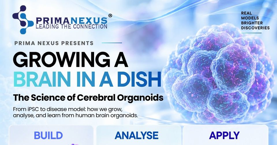 The poster for Growing a Brain in a Dish: The Science of Cerebral Organoids, with the steps Build, Analyse and Apply and a photo of the speaker, Dr Lim Chong Teik